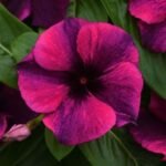 Катарантус TATTOO - Зображення 5