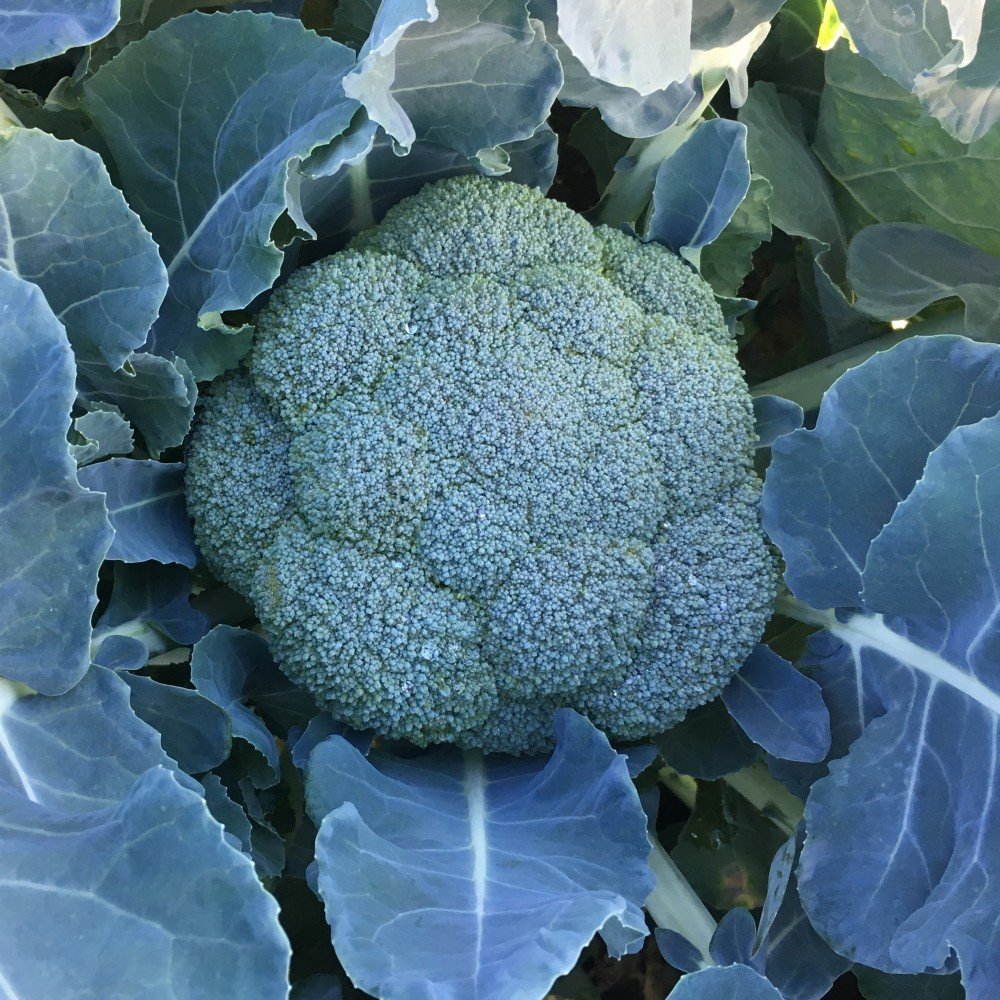 19196_6644-1000x1000x.jpg Броколлі Вавилон - Зображення 1