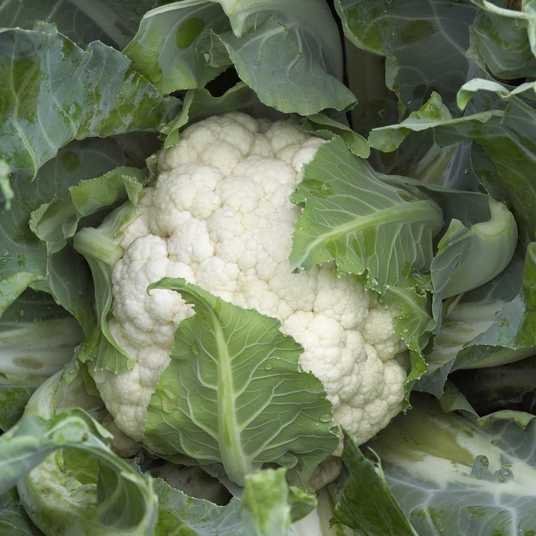 20940291412386-1.jpg Цвітна капуста Каспер - Зображення 1