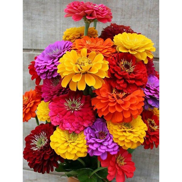 222145-600x600-1.jpg Цинія Гіганти Бенарі - Зображення 1