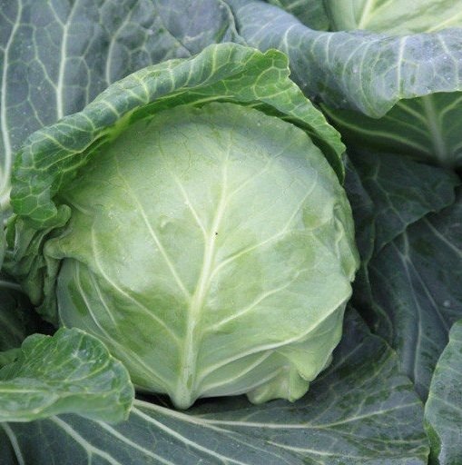 31593078183540-1.jpg Капуста білокачанна Болікор F1 - Зображення 1