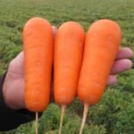 Морква Болівар F1 - Зображення 3