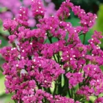 Статиця виїмчаста Хіпстер - Зображення 2