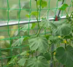 Огіркова сітка Іспанія - Зображення 2