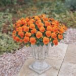 Віола рогата Grandissima - Зображення 2