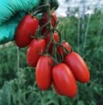 Томат Візард - Зображення 2