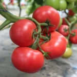 Томат Наргіз