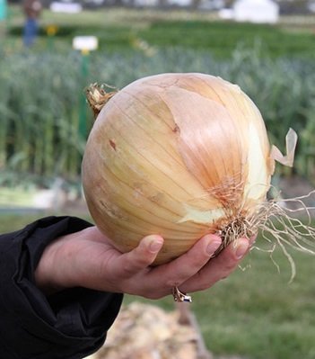 640b836f154e863f8d57e7e7c8923988.jpg Цибуля Ексібішин F1 - Зображення 1