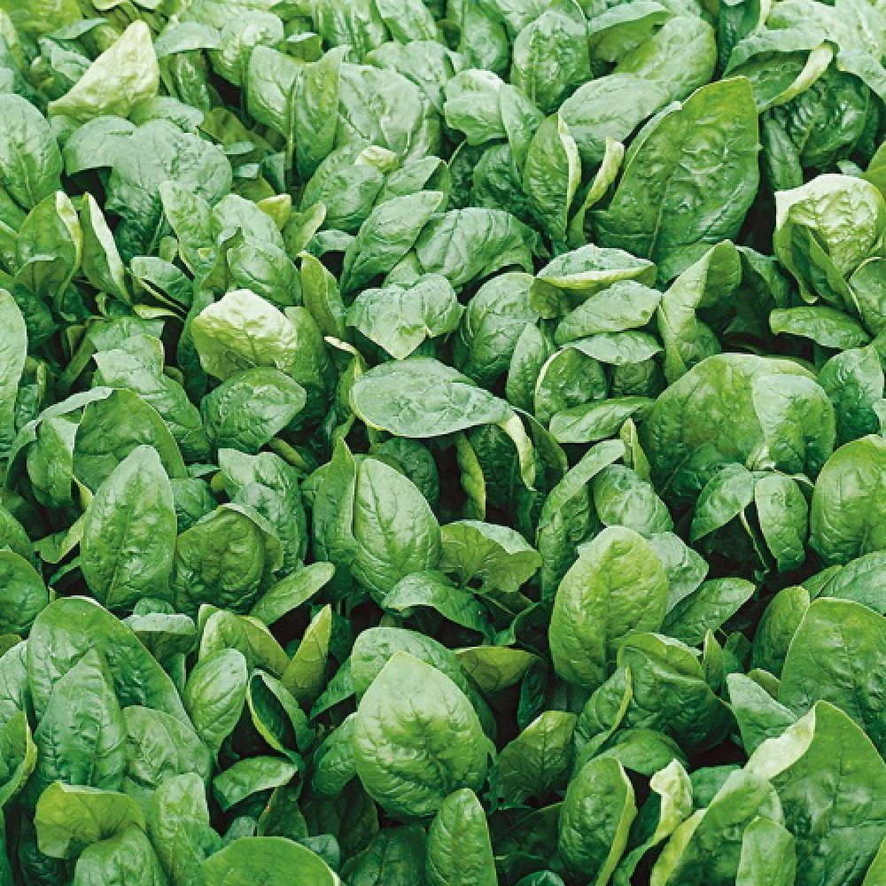 65a23b21-a0b9-11ee-8145-00163e1c3939-1000x1000-1.jpeg Шпинат Спірос - Зображення 1
