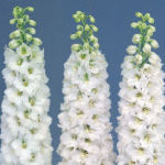 Дельфініум Candale