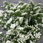 Статиця виїмчаста Хіпстер