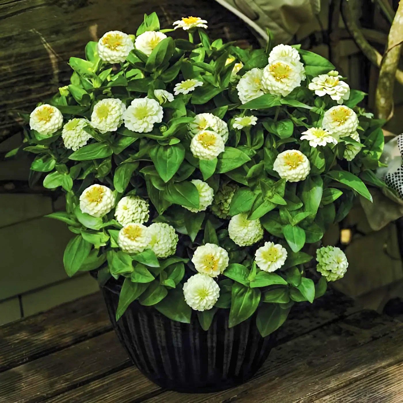 betterimage.ai_1732620662545.jpg Цинія елегантна Цинніта - Зображення 1