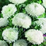 Айстра китайська Балун 0,1 гр - Зображення 2