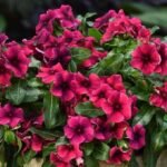 Катарантус TATTOO