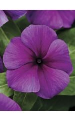 Катарантус TATTOO - Зображення 2