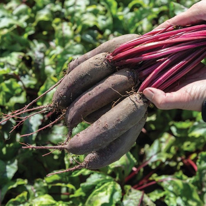 buriak-stolovyj-taunus.jpg Буряк столовий Таунус - Зображення 1