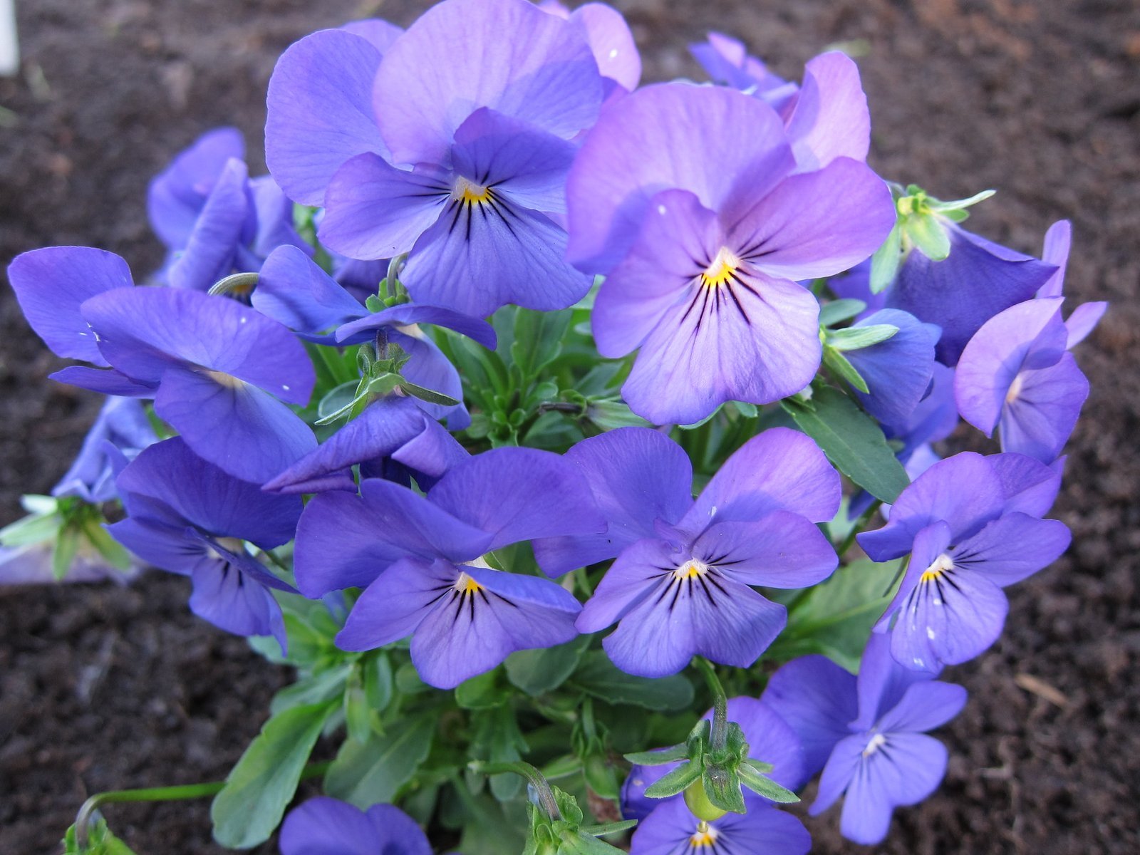 cdc0f9.jpg Віола рогата Grandissima - Зображення 1