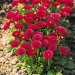 Маргаритка Tacco - Зображення 2