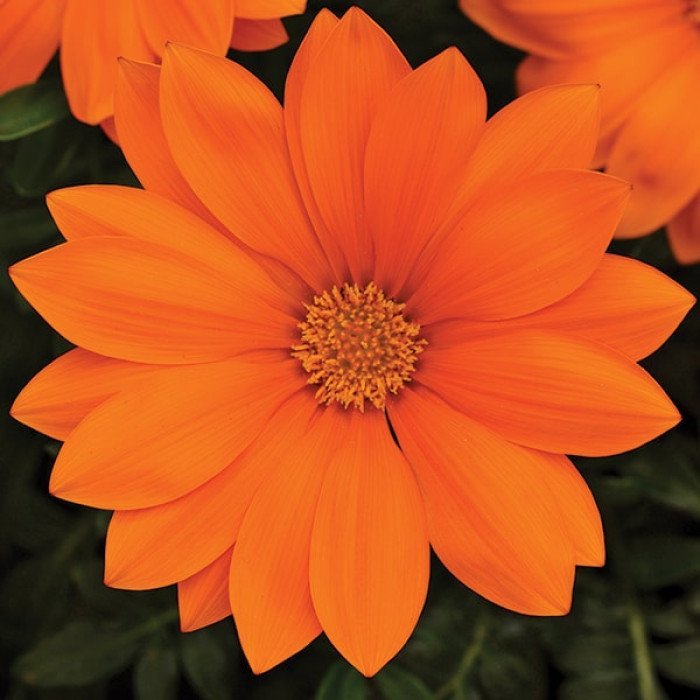 clear-orange.jpg Гацанія NEW DAY - Зображення 1