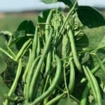 Спаржева квасоля Ягуар - Зображення 2