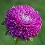 Айстра китайська Балун