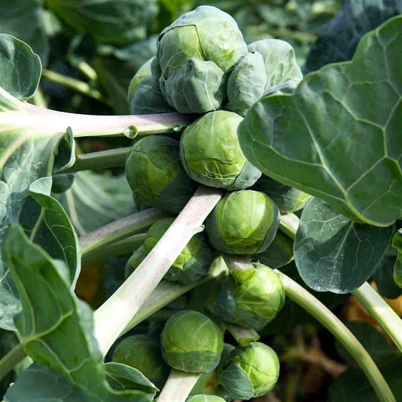 franklin-f1.jpg Капуста Франклін f1 - Зображення 1