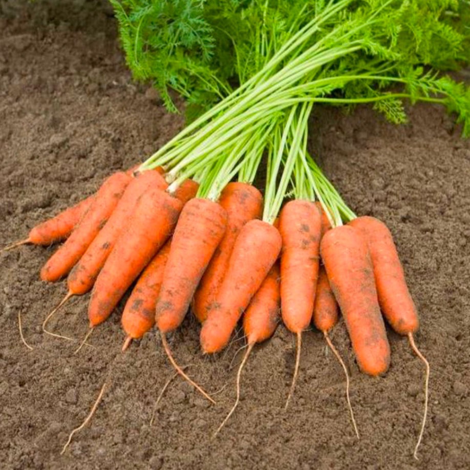 hibryd-karini-f1.png Морква Гібрид Каріні f1 - Зображення 1