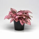 Гіпоестес Confetti Compact - Зображення 2