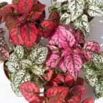 Гіпоестес Confetti Compact