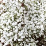 Гіпсофіла Повзуча Gypsy - Зображення 2