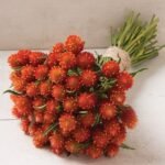 Гомфрена помаранчева