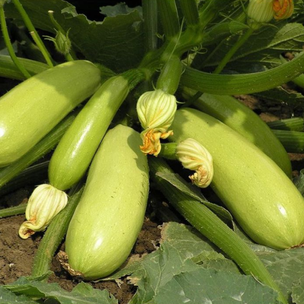 iskander-zvychajnyj.png Іскандер звичайний - Зображення 1