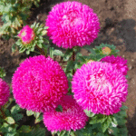 Айстра китайська Балун 0,1 гр - Зображення 3