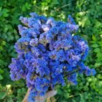 Статиця виїмчаста Хіпстер - Зображення 3