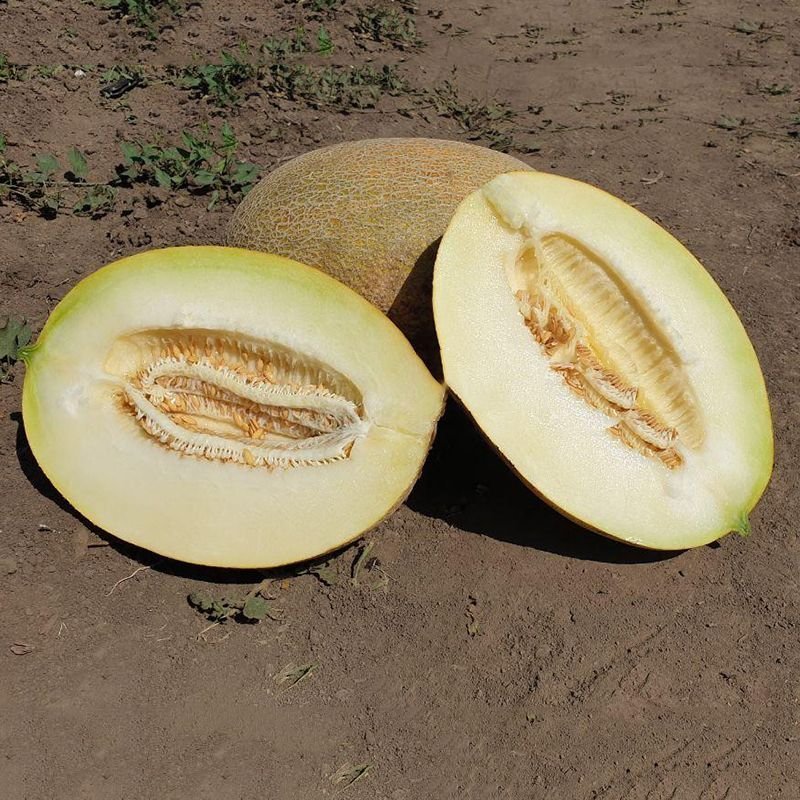 maori-f1-semena-dyni-tip-ananas-srednej-70-72-dn-4-45-kg-oval-oranbel-clause-.jpg Диня Маорі - Зображення 1