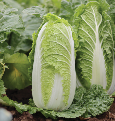 mario-f1-kapusta-pekinska-syngenta-2-500-nasinyn-70749270388425.png Пекінська капуста Марріо - Зображення 1