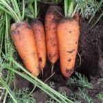 Морква Абако - Зображення 2