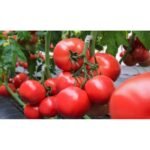 Томат Наргіз - Зображення 2