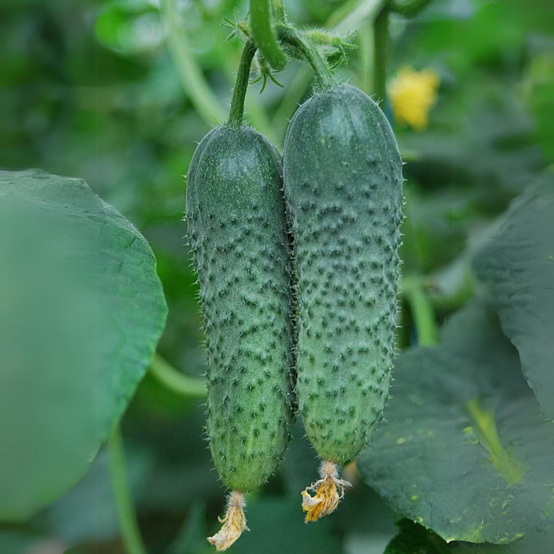 ohirok-amur-f1.png Огірок Амур F1 - Зображення 1