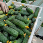 Огірок Бйорн F1 - Зображення 2