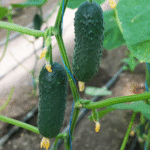 Огірок Бйорн F1