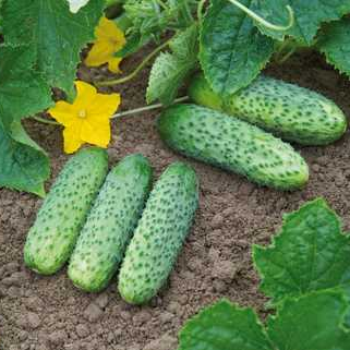 ohirok-kibriia-f1.png Огірок Кібрія F1 - Зображення 1