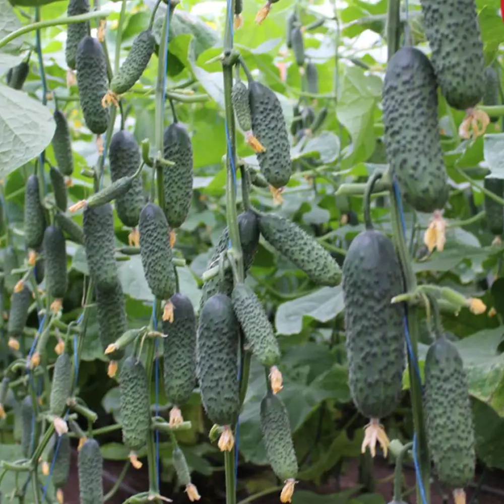 ohirok-madrilene-f1.webp Огірок Мадрілене F1 - Зображення 1