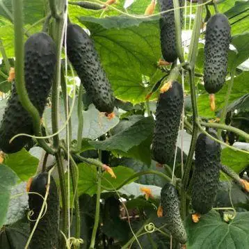 ohirok-triole.webp Огірок Тріоле - Зображення 1