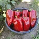 Перець Ред Феррарі F1