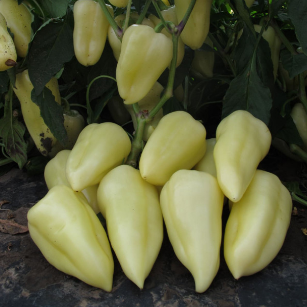 perets-khaski-f1.png Перець Хаскі F1 - Зображення 1