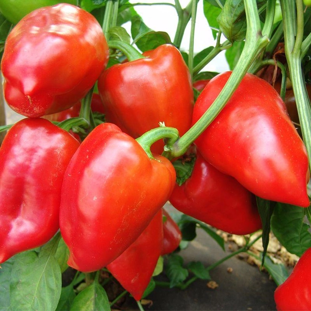 perets-polit.webp Перець Політ - Зображення 1