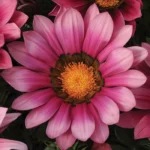 Гацанія NEW DAY - Зображення 2