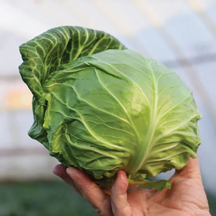 rannia-kapusta-zarissima.webp Рання капуста Заріссіма - Зображення 1