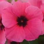 Катарантус TATTOO - Зображення 4